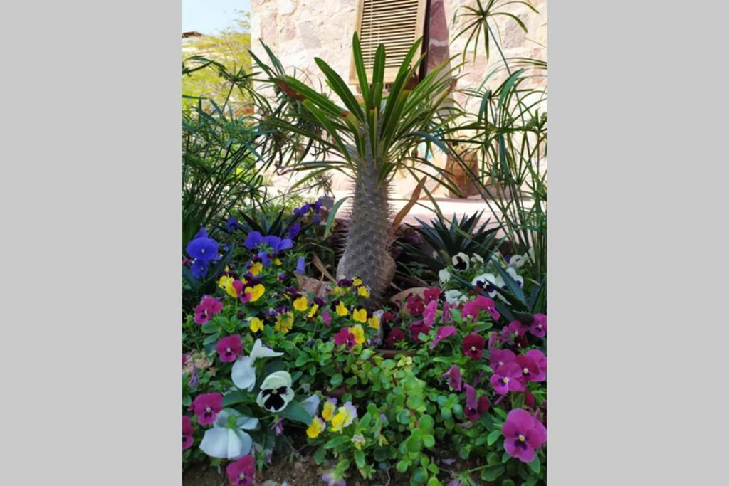 Appartement Eilat Stone - Patio אבן אילת - פטיו Extérieur photo